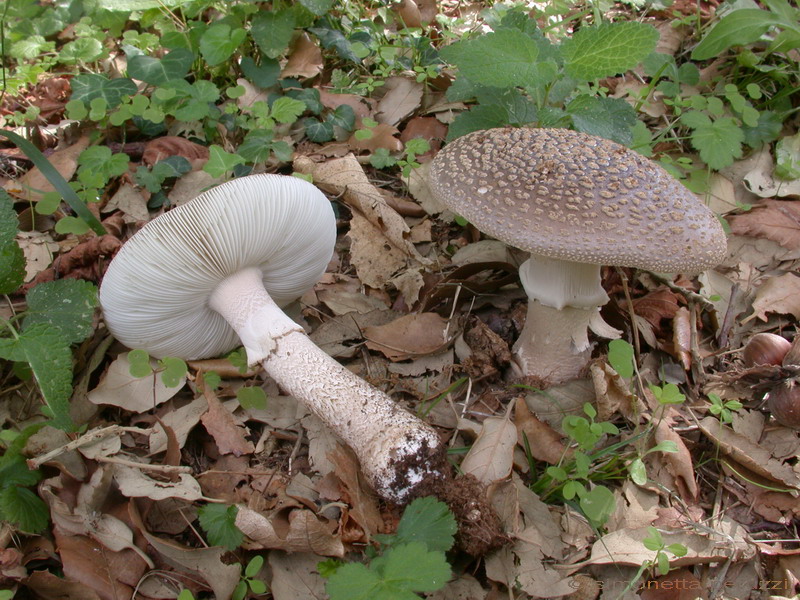 Amanita excelsa va. spissa ?